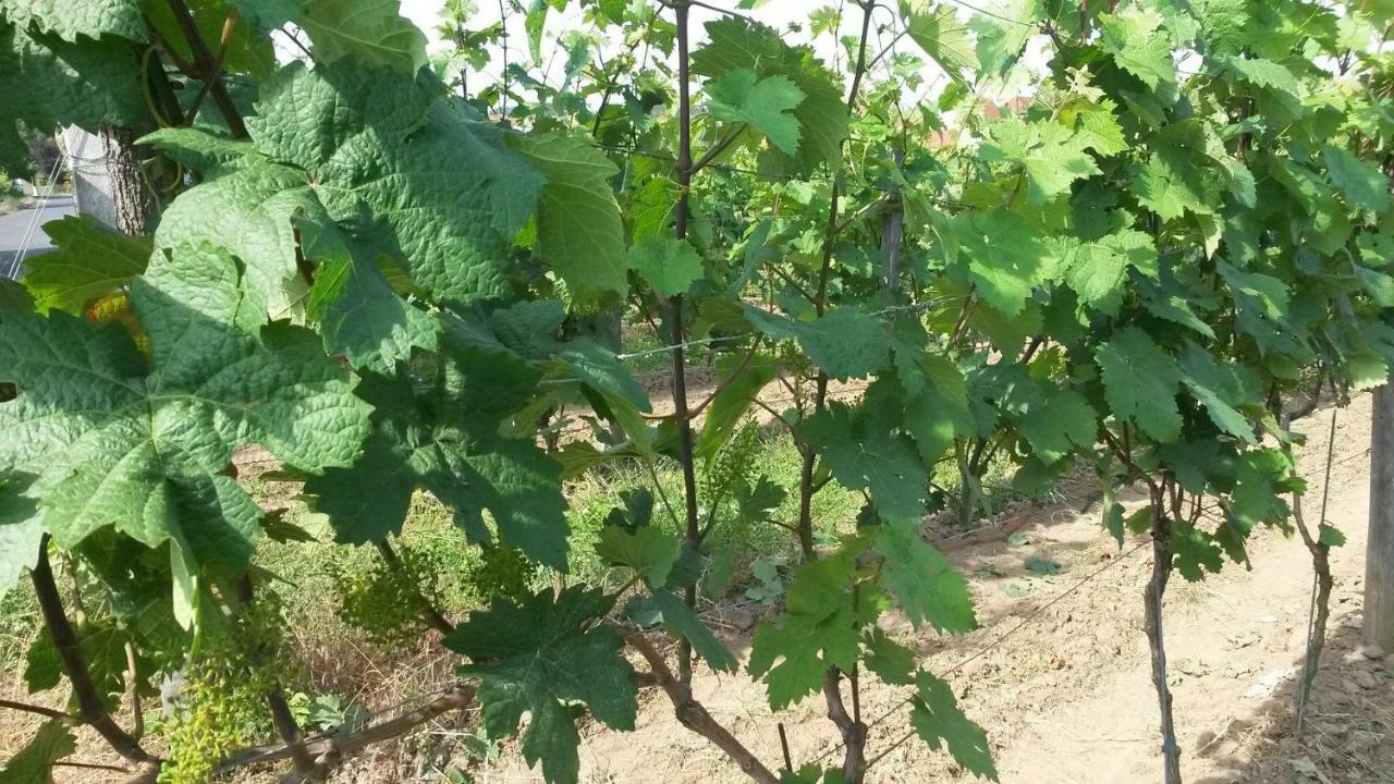 Ferienwohnung An Der Dorfmauer Sommerach Εξωτερικό φωτογραφία